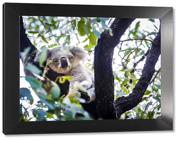 Wild Koala, Magnetic Island. Townsville, Queensland, Australia