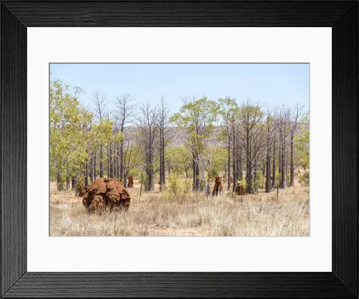 Framed Print : The Kimberley, typical western australia landscape. Baobab trees Framed Print : The Kimberley, typical western australia landscape. Baobab trees