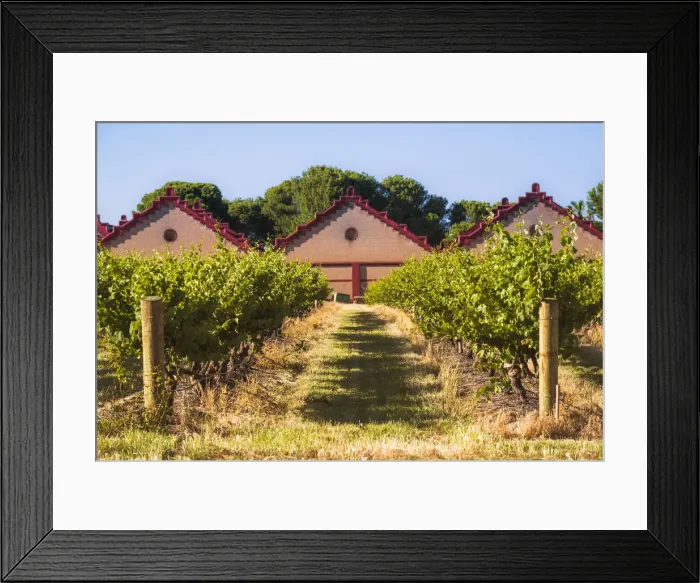 Framed Print : Vineyard at Chateau Tanunda, Tanunda, Barossa Valley, South Australia, Australia Framed Print : Vineyard at Chateau Tanunda, Tanunda, Barossa Valley, South Australia, Australia
