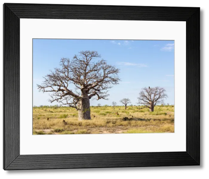 Framed Print : The Kimberley, typical western australia landscape. Baobab trees Framed Print : The Kimberley, typical western australia landscape. Baobab trees