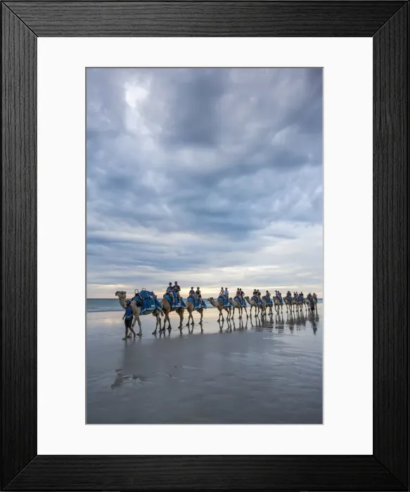 Framed Print : Cable Beach, Western Australia. Camels on the shore at sunset Framed Print : Cable Beach, Western Australia. Camels on the shore at sunset