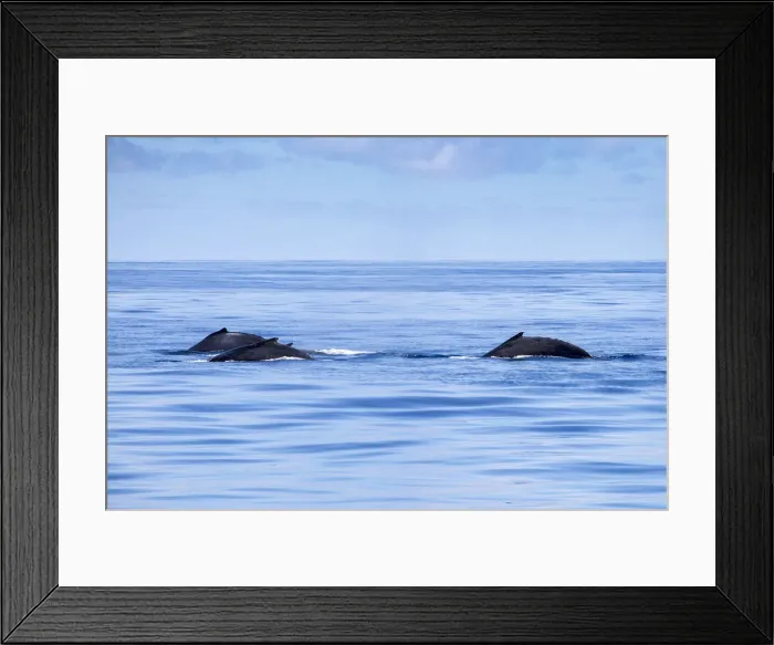 Framed Print : Three Humpback Whales, Ningaloo Marine Park Framed Print : Three Humpback Whales, Ningaloo Marine Park