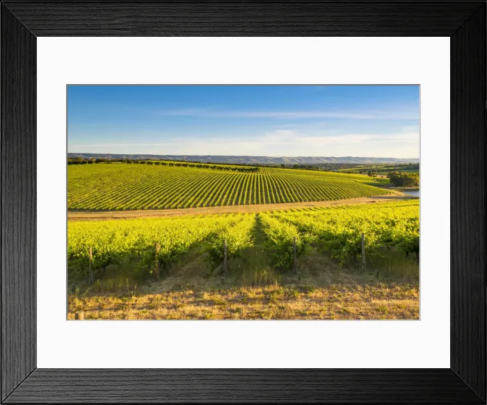 Framed Print : McLaren Vale, South Australia, Australia Framed Print : McLaren Vale, South Australia, Australia