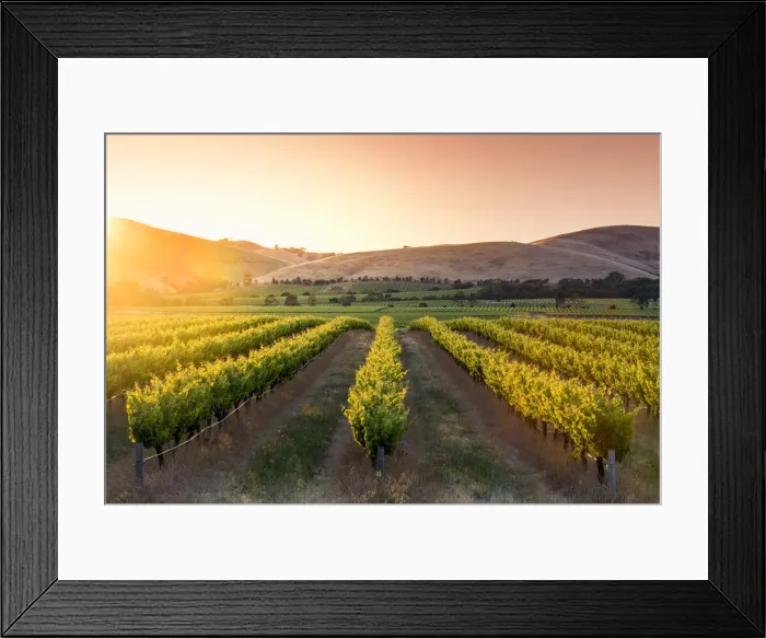 Framed Print : Barossa Valley, South Australia, Australia. Jacobs Creek vineyard at sunrise Framed Print : Barossa Valley, South Australia, Australia. Jacobs Creek vineyard at sunrise