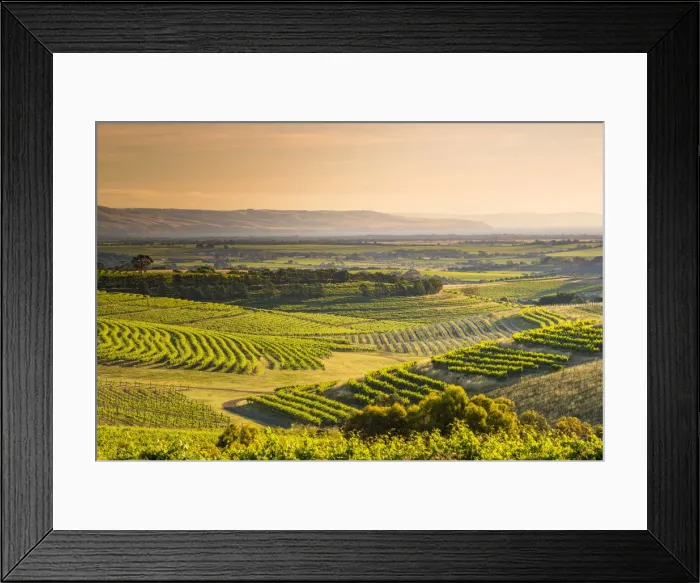 Framed Print : McLaren Vale, South Australia, Australia