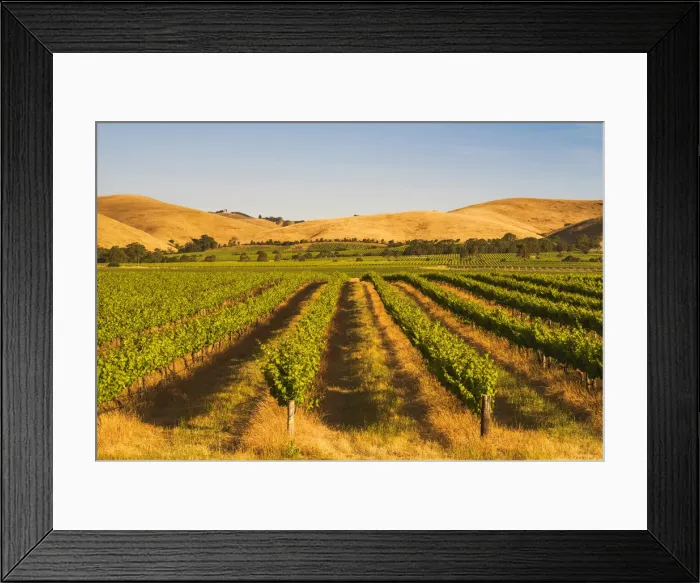 Framed Print : Barossa Valley, South Australia, Australia. Jacobs Creek vineyard at sunset Framed Print : Barossa Valley, South Australia, Australia. Jacobs Creek vineyard at sunset