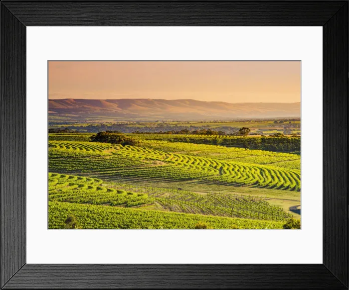 Framed Print : McLaren Vale, South Australia, Australia