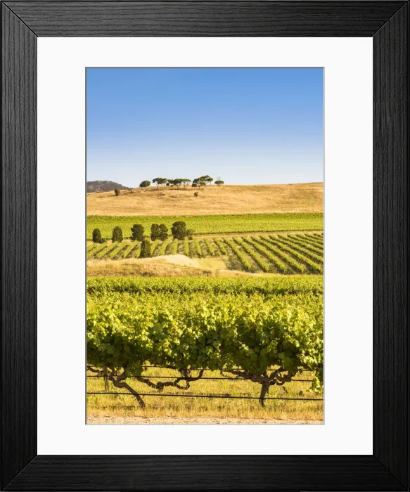Framed Print : Barossa Valley, South Australia, Australia. Vineyard Framed Print : Barossa Valley, South Australia, Australia. Vineyard