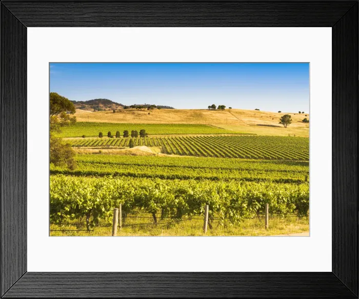 Framed Print : Barossa Valley, South Australia, Australia. Vineyard Framed Print : Barossa Valley, South Australia, Australia. Vineyard