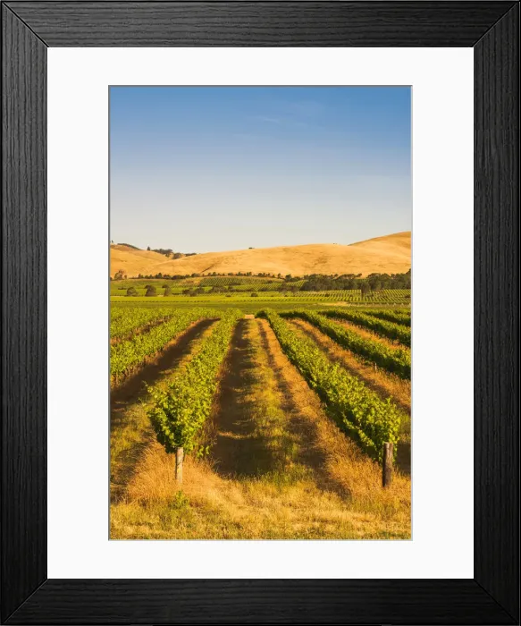 Framed Print : Barossa Valley, South Australia, Australia. Jacobs Creek vineyard at sunset Framed Print : Barossa Valley, South Australia, Australia. Jacobs Creek vineyard at sunset