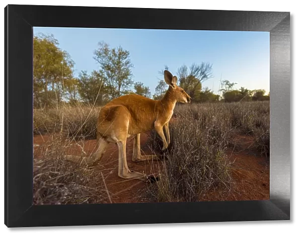 Alice Springs, Northern Territory, Australia. Red kangaroo at dusk