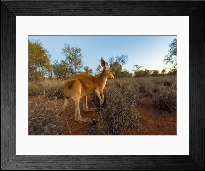 Framed Print : Alice Springs, Northern Territory, Australia. Red kangaroo at dusk Framed Print : Alice Springs, Northern Territory, Australia. Red kangaroo at dusk