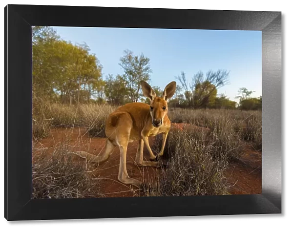 Alice Springs, Northern Territories, Australia. Red kangaroo at dusk