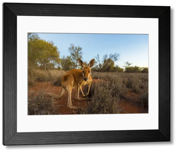 Framed Print : Alice Springs, Northern Territories, Australia. Red kangaroo at dusk Framed Print : Alice Springs, Northern Territories, Australia. Red kangaroo at dusk