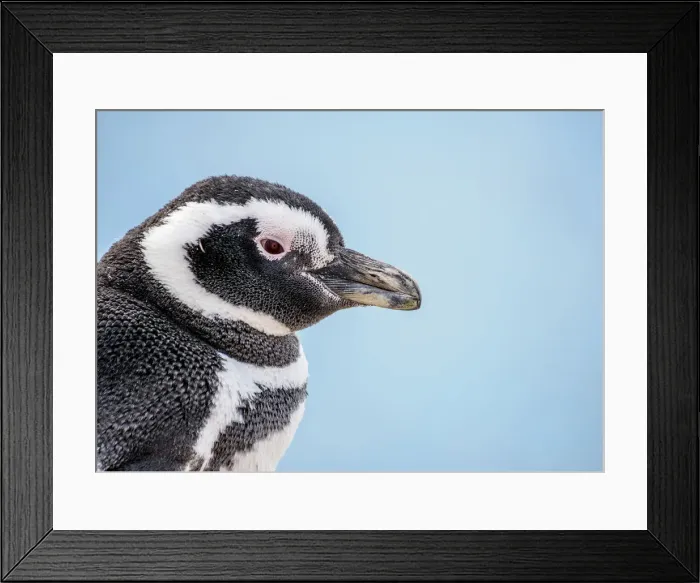 Framed Print : Magellanic penguin (Spheniscus magellanicus) in Caleta Valdes, Valdes Peninsula, UNESCO Framed Print : Magellanic penguin (Spheniscus magellanicus) in Caleta Valdes, Valdes Peninsula, UNESCO