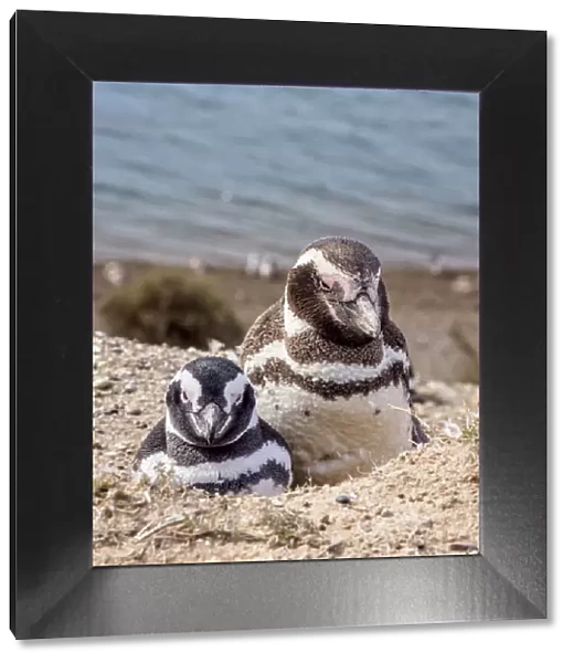 Magellanic penguins (Spheniscus magellanicus) in Caleta Valdes, Valdes Peninsula
