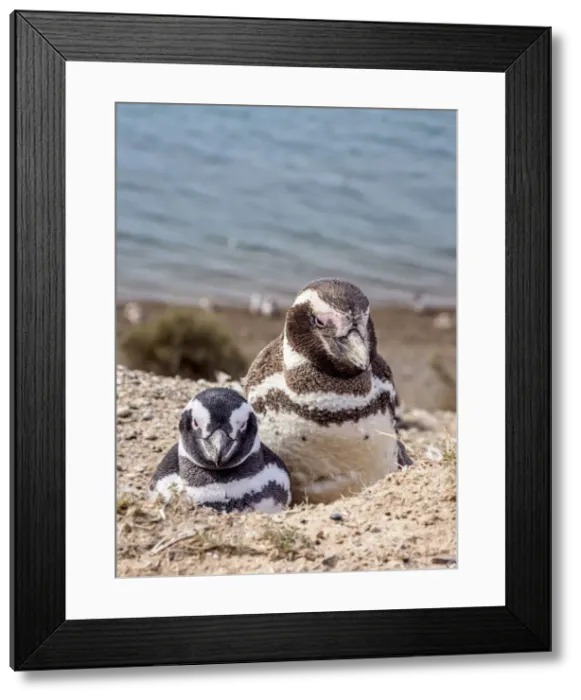Framed Print : Magellanic penguins (Spheniscus magellanicus) in Caleta Valdes, Valdes Peninsula Framed Print : Magellanic penguins (Spheniscus magellanicus) in Caleta Valdes, Valdes Peninsula