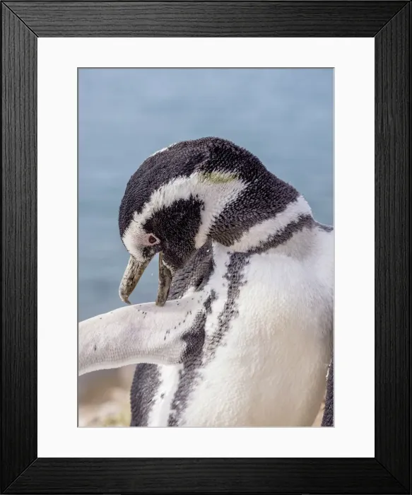 Framed Print : Magellanic penguin (Spheniscus magellanicus) Caleta Valdes, Valdes Peninsula, UNESCO Framed Print : Magellanic penguin (Spheniscus magellanicus) Caleta Valdes, Valdes Peninsula, UNESCO