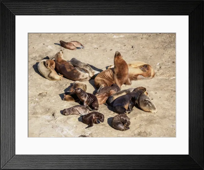 Framed Print : South American Sea Lion Colony (Otaria flavescens), Punta Piramide, Valdes Peninsula