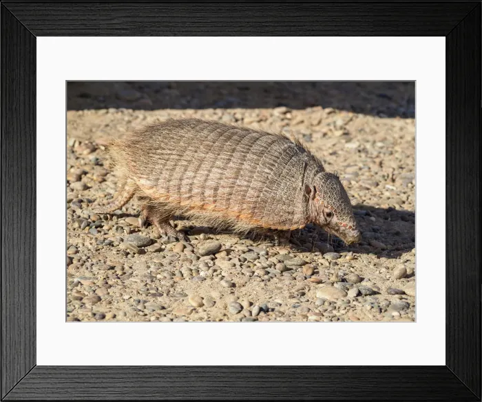 Framed Print : Big Hairy Armadillo (Chaetophractus villosus), Punta Norte, Valdes Peninsula, UNESCO Framed Print : Big Hairy Armadillo (Chaetophractus villosus), Punta Norte, Valdes Peninsula, UNESCO