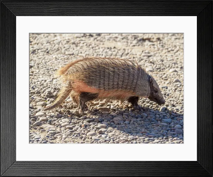 Framed Print : Big Hairy Armadillo (Chaetophractus villosus), Punta Norte, Valdes Peninsula, UNESCO