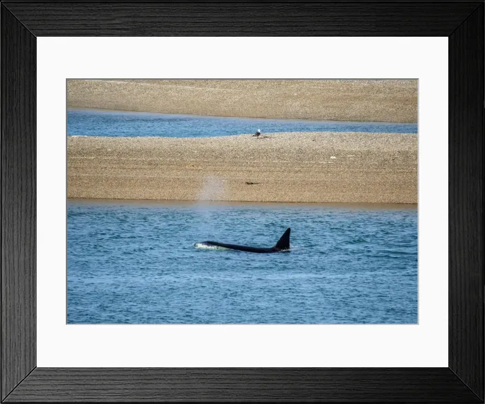 Framed Print : Killer Whale (Orcinus orca) in Caleta Valdes, Valdes Peninsula, UNESCO World Heritage Framed Print : Killer Whale (Orcinus orca) in Caleta Valdes, Valdes Peninsula, UNESCO World Heritage