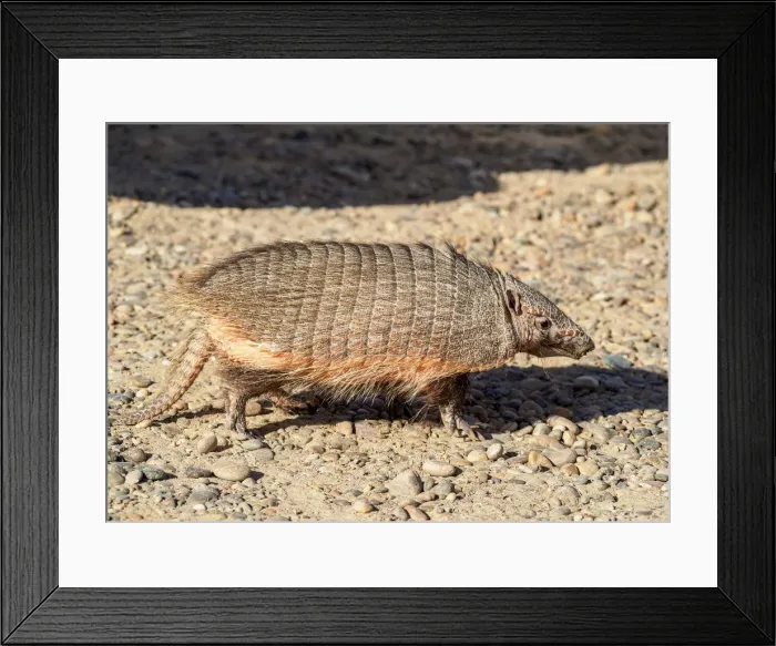 Framed Print : Big Hairy Armadillo (Chaetophractus villosus), Punta Norte, Valdes Peninsula, UNESCO Framed Print : Big Hairy Armadillo (Chaetophractus villosus), Punta Norte, Valdes Peninsula, UNESCO