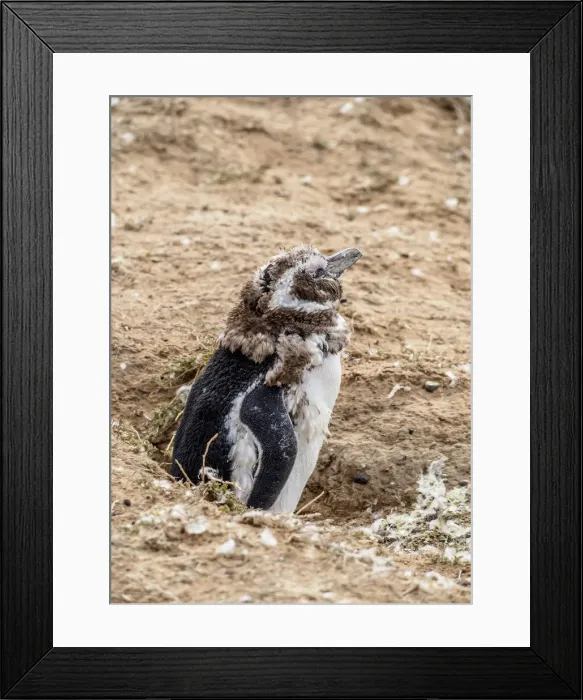 Framed Print : Magellanic penguin (Spheniscus magellanicus) in Caleta Valdes, Valdes Peninsula, UNESCO Framed Print : Magellanic penguin (Spheniscus magellanicus) in Caleta Valdes, Valdes Peninsula, UNESCO