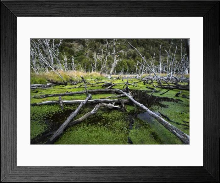 Framed Print : Damaged trees making beaver dams in marsh at Tierra del Fuego National Park, Tierra