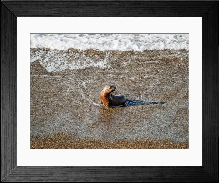 Framed Print : South American Sea Lion Pup (Otaria flavescens), Punta Norte, Valdes Peninsula, UNESCO Framed Print : South American Sea Lion Pup (Otaria flavescens), Punta Norte, Valdes Peninsula, UNESCO