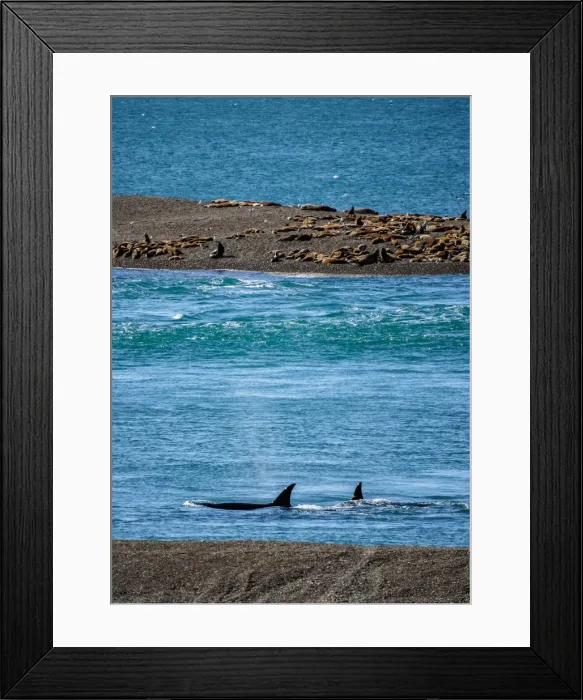 Framed Print : Killer Whales (Orcinus orca) in Caleta Valdes, Valdes Peninsula, UNESCO World Heritage Framed Print : Killer Whales (Orcinus orca) in Caleta Valdes, Valdes Peninsula, UNESCO World Heritage