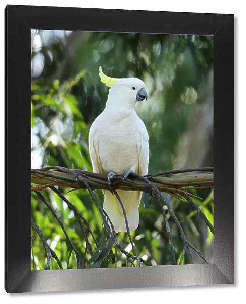 Oceania, Australia, Victoria, Kennet River, Cockatoo perched on branch