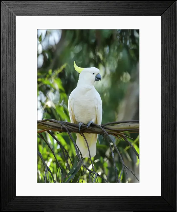 Framed Print : Oceania, Australia, Victoria, Kennet River, Cockatoo perched on branch Framed Print : Oceania, Australia, Victoria, Kennet River, Cockatoo perched on branch