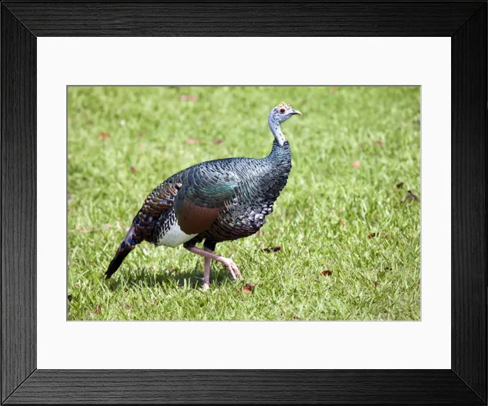 Framed Print : Central America, Belize, Orange walk, La Milpa, Ocellated Turkey (Meleagris ocellata) Framed Print : Central America, Belize, Orange walk, La Milpa, Ocellated Turkey (Meleagris ocellata)