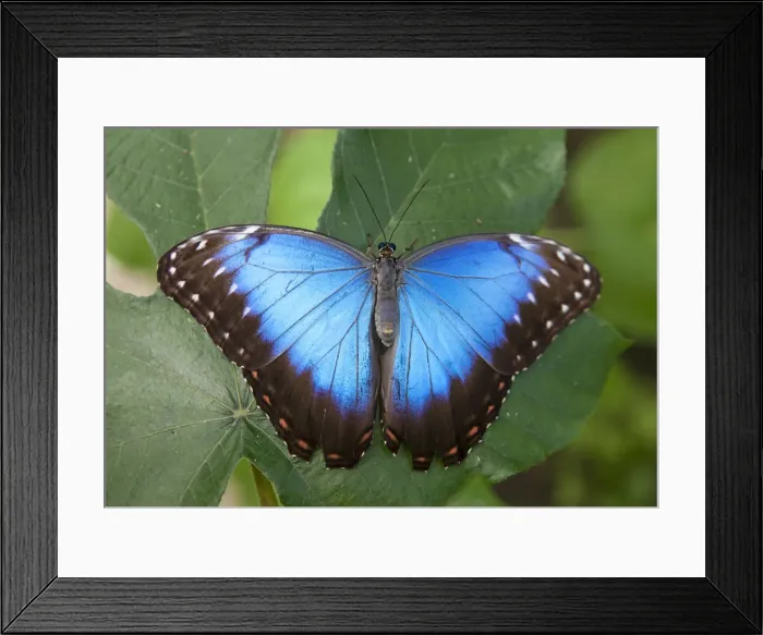 Framed Print : Central America, Belize, a Peleides Blue, Common, or Emperor Morpho butterfly (Morpho Framed Print : Central America, Belize, a Peleides Blue, Common, or Emperor Morpho butterfly (Morpho