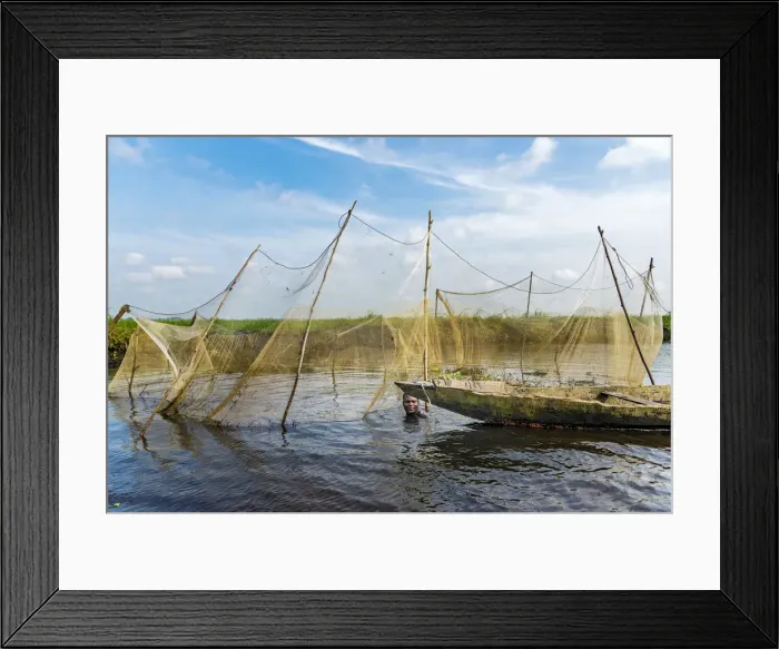Framed Print : Africa, Benin, Ganvie. A fisherman in the lagoon diving for fish Framed Print : Africa, Benin, Ganvie. A fisherman in the lagoon diving for fish