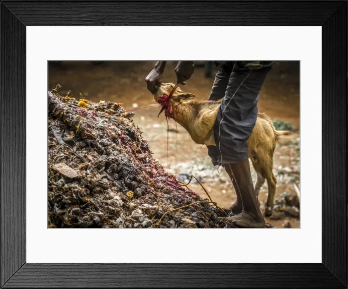 Framed Print : Africa, Benin, Savalou. Sacrificing a goat to the Dankoli voodoo fetish Framed Print : Africa, Benin, Savalou. Sacrificing a goat to the Dankoli voodoo fetish