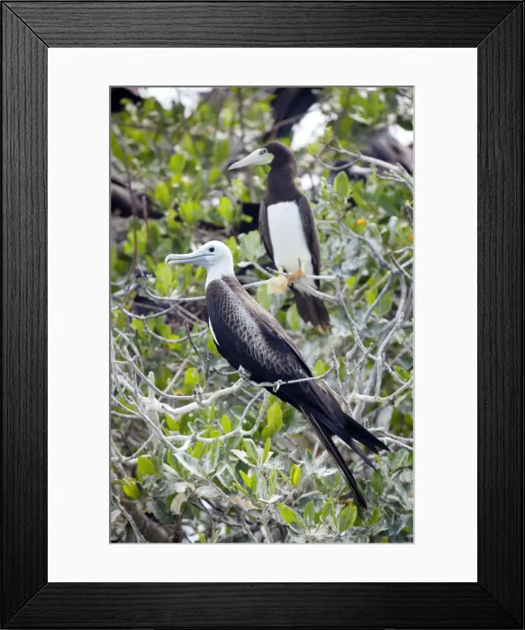 Framed Print : Central America, Belize, Magnificent Frigatebird (Fregata magnificens) and a Brown