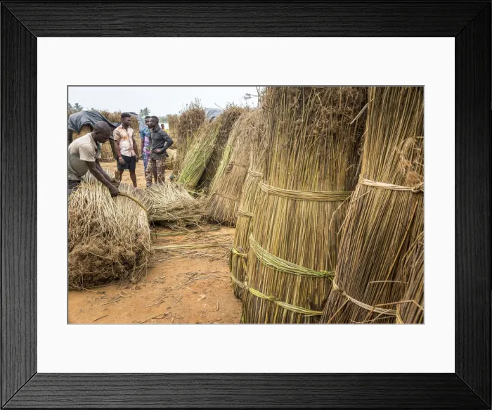 Framed Print : Africa, Benin, Grand Popo. Men selling reed grass for making sleeping mats Framed Print : Africa, Benin, Grand Popo. Men selling reed grass for making sleeping mats
