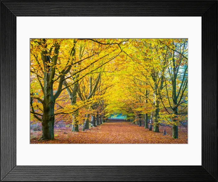 Framed Print : Autumn leaves in European Beech (Fagus sylvatica) forest in Hoge Kempen National Park Framed Print : Autumn leaves in European Beech (Fagus sylvatica) forest in Hoge Kempen National Park