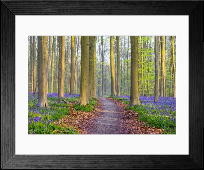 Framed Print : Belgium, Vlaanderen (Flanders), Halle. Bluebell flowers (Hyacinthoides non-scripta) Framed Print : Belgium, Vlaanderen (Flanders), Halle. Bluebell flowers (Hyacinthoides non-scripta)