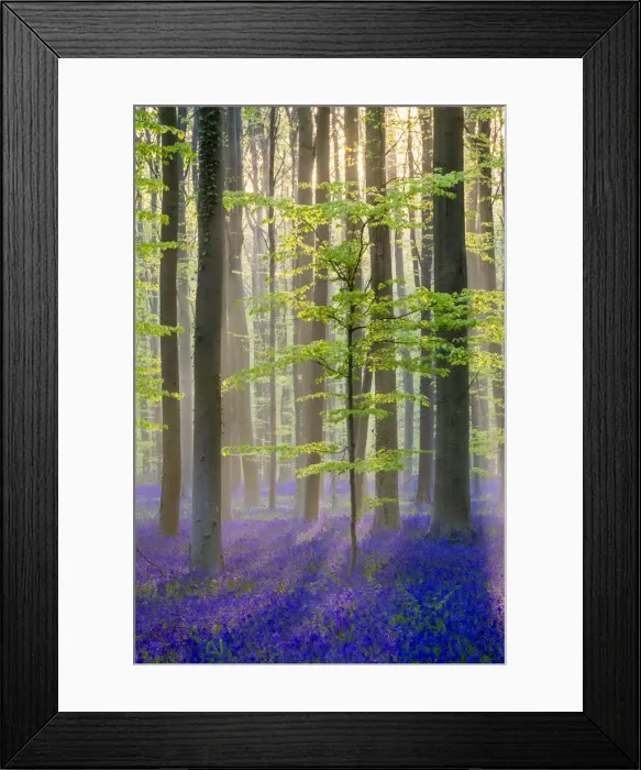 Framed Print : Belgium, Vlaanderen (Flanders), Halle. Bluebell flowers (Hyacinthoides non-scripta) Framed Print : Belgium, Vlaanderen (Flanders), Halle. Bluebell flowers (Hyacinthoides non-scripta)