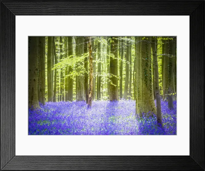 Framed Print : Hallerbos, beech forest in Belgium full of blue bell flowers Framed Print : Hallerbos, beech forest in Belgium full of blue bell flowers