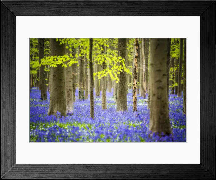 Framed Print : Hallerbos, beech forest in Belgium full of blue bell flowers Framed Print : Hallerbos, beech forest in Belgium full of blue bell flowers