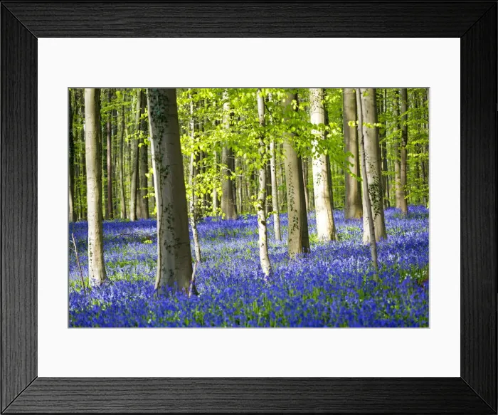 Framed Print : Hallerbos, beech forest in Belgium full of blue bells flowers Framed Print : Hallerbos, beech forest in Belgium full of blue bells flowers