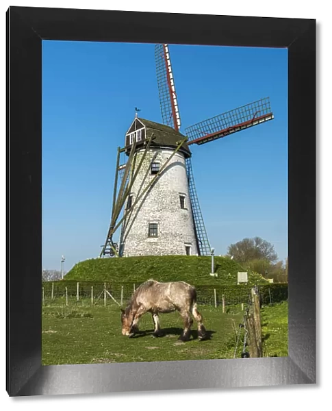 Windmill and Belgian horse, Damme, West Flanders, Belgium