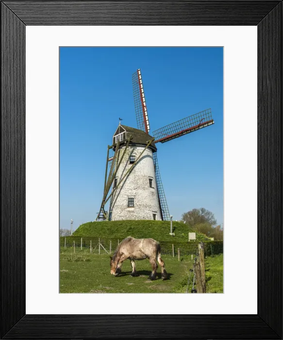 Framed Print : Windmill and Belgian horse, Damme, West Flanders, Belgium Framed Print : Windmill and Belgian horse, Damme, West Flanders, Belgium