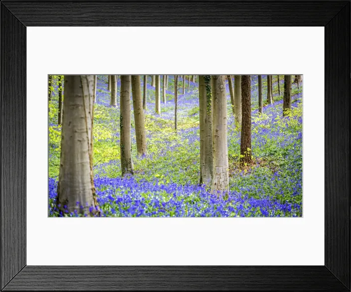 Framed Print : Hallerbos, beech forest in Belgium full of blue bells flowers Framed Print : Hallerbos, beech forest in Belgium full of blue bells flowers