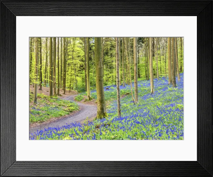 Framed Print : Bluebell Flowers (Hyacinthoides non-scripta) Carpet Hardwood Beech Forest, Hallerbos Framed Print : Bluebell Flowers (Hyacinthoides non-scripta) Carpet Hardwood Beech Forest, Hallerbos