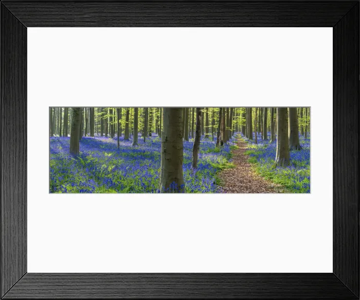 Framed Print : Path through Bluebell Flowers (Hyacinthoides non-scripta) and Beech Forest, Hallerbos Framed Print : Path through Bluebell Flowers (Hyacinthoides non-scripta) and Beech Forest, Hallerbos